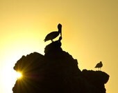 Bodega Bay Sunset - 8x10 Fine Art Photograph
