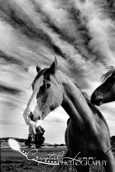 Horse Kisses - 8x10 Fine Art Photograph