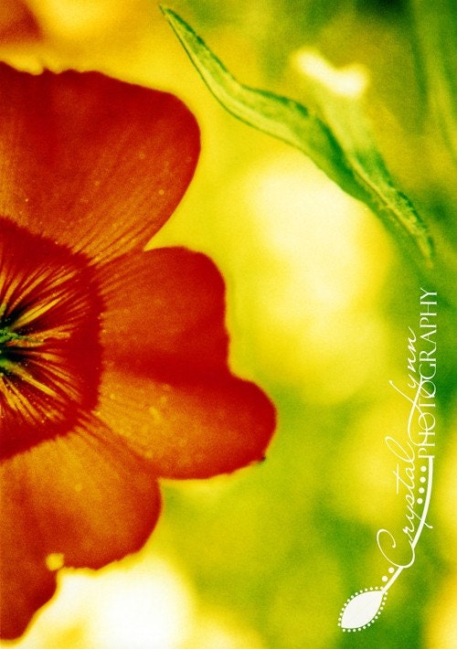 Red Flower - 5x7 Fine Art Photograph