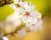 Spring Blossoms - 8x12 Fine Art Photograph