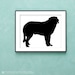 Saint Bernard Dog Art Print