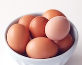 Original 8x10 Fine Art Photo Print - FREE SHIPPING - Farm Eggs