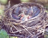 FREE SHIPPING Baby Robins -- Original 5x7 Fine Art Photo Print