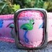 Dog Collar - Colorful Flamingo - Choose Webbing Color img
