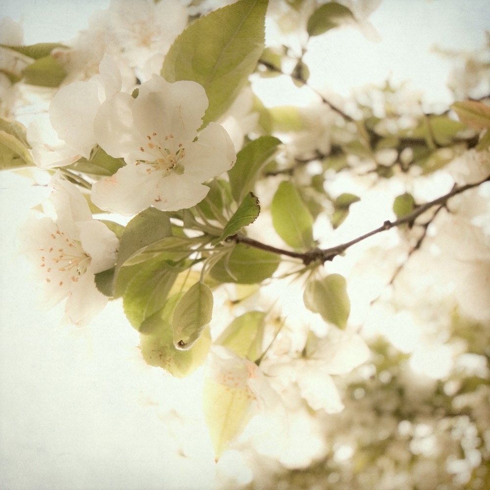 Soft White Flowers on a Branch Dream Like Fine Art Metallic Photo Print 8x8