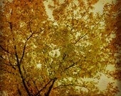 Modern style textured photograph of Fall trees of Gold Green and Rust Colors Metallic 5x5 Fine Art Photo Print