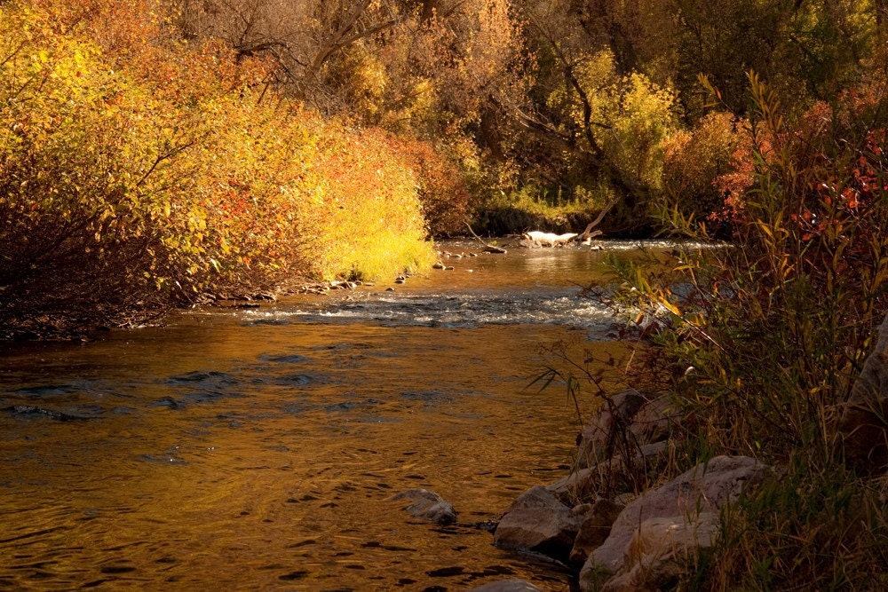 Beautiful Rustic Fall Foliage with Shades of  Gold and Grange with a River gently flow through Metallic Fine Art Photo 4x6