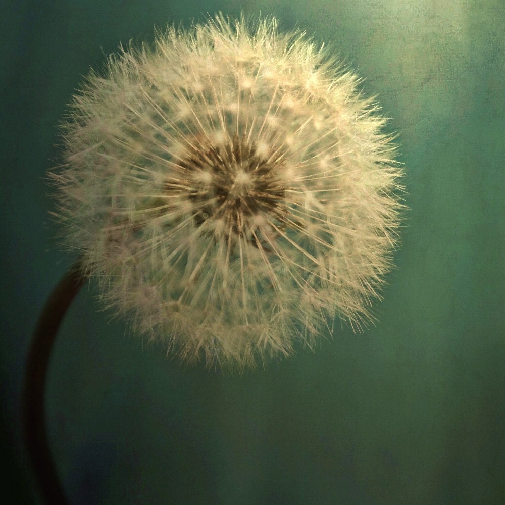 Dark Teal Texture with Dandelion Soft White Flower Fine Art Metallic Photo Print 8x8