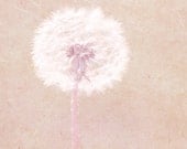Soft Pastel Pink Dandelion White Flower Fine Art Metallic Photo Print 8x8 - SylviaCPhotography