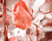 Valentines day photo Red Rose Feminine Flower with Textured print Fine Art Metallic Photograph 8x8