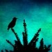 bird silhouette gothic with color 5x5 metallic photo print