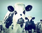 animal photography- Dairy Cow 4x6 Photography nature photography farm rustic barnyard country farm americana