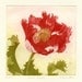 Red Poppy, Original Etching