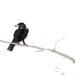 Ink Painting - Raven in a Tree - Mimimalist Art - Gothic Bird Sumi-e