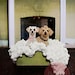 Dog Photography Prop Blanket. 'Marshmallow' Texture Rug for Pet Portraits and Dog Portraits