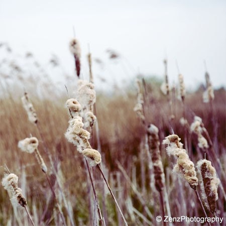 Reeds landscape photography, beige brown nature fine art photo print 6x6 inch