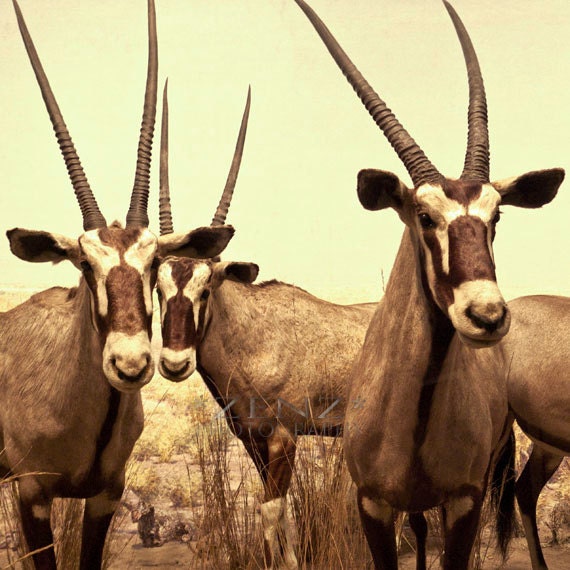 Animal Photography, Antelope, animal art, woodland wildlife photography, fine art photography print, animal wall decor