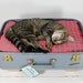 Upcycled Suitcase Pet Bed Handmade Wood Legs