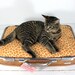 Upcycled Suitcase Pet Bed Handmade Wood Legs