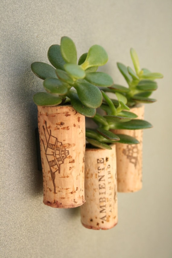 Succulent Cork Magnets, Argentina Set of 3