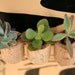 Mini Cork Magnets, Mixed Set of 3