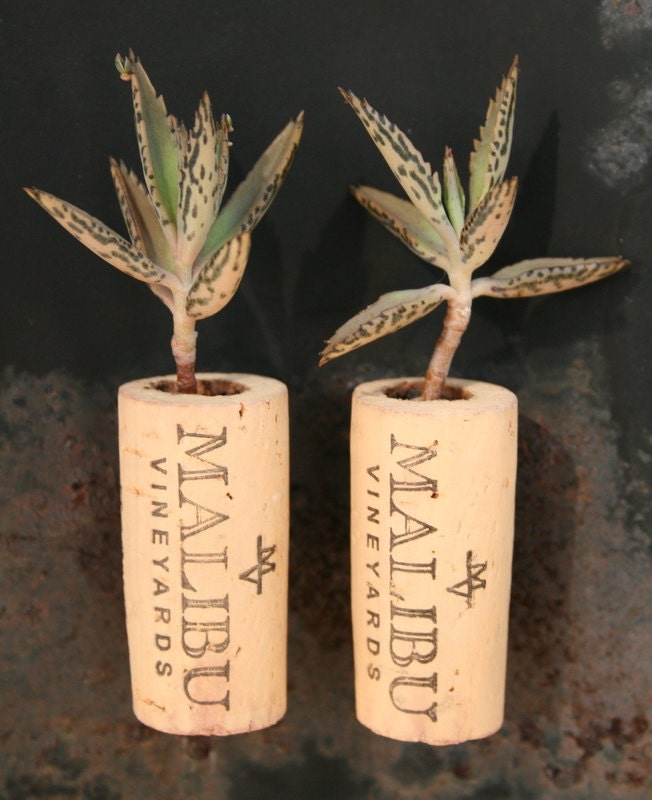 Succulent Cork Magnets, Malibu Set of 2