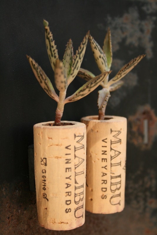 Succulent Cork Magnets, Malibu Set of 2