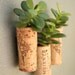 Succulent Cork Magnets, Argentina Set of 3