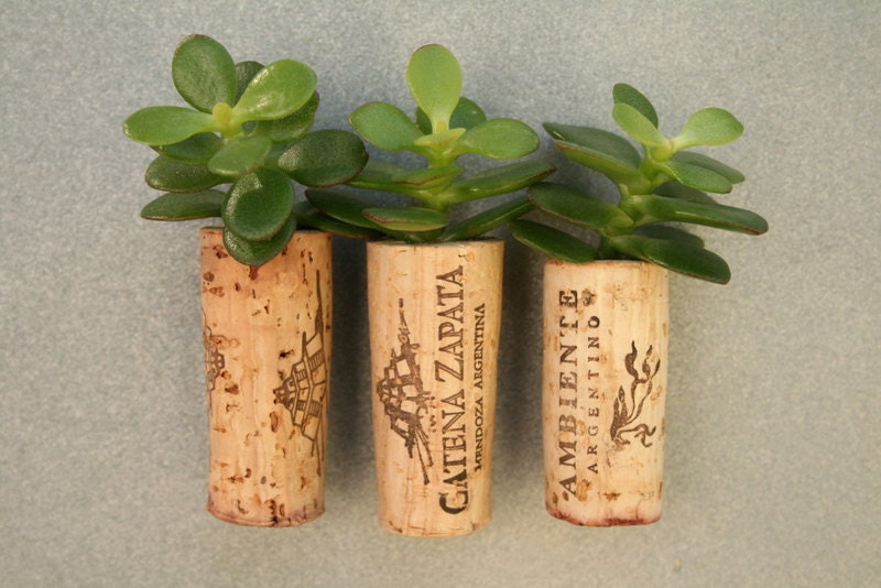 Succulent Cork Magnets, Argentina Set of 3