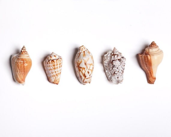 Sea Shells on white - 8x10 Natural History Print