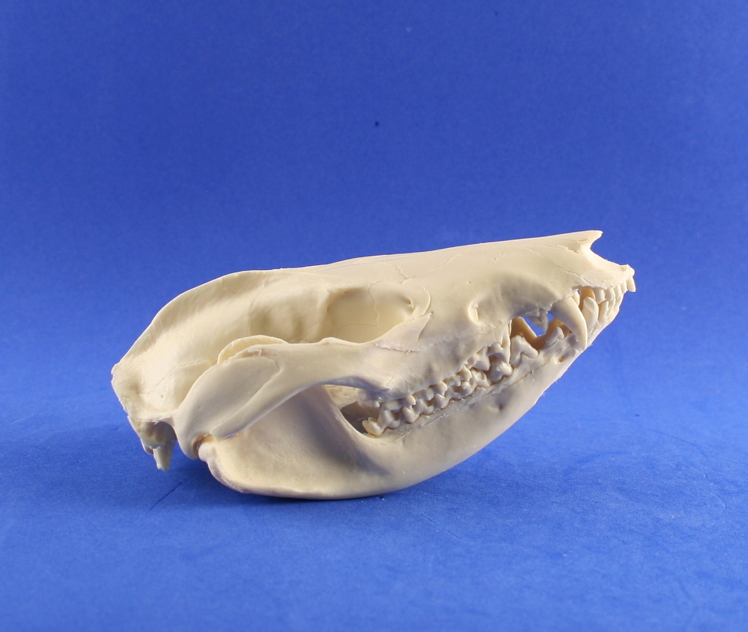 handmade replica possum skull