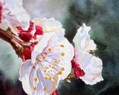 Apricot Flowers Watercolor Painting by Irina - Print 8x10inch Free Shipping in US
