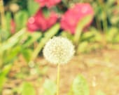 Summer Wishes - Fine Art Photograph 4 x 6