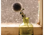 Thistle in the Window - Fine Art Photograph 8 x 10