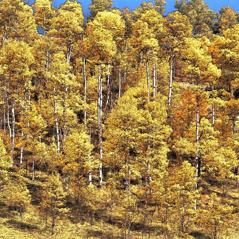 Colorado Brilliant Hillside Aspen 12x12 inch Fall Color Photograph on Metallic Paper