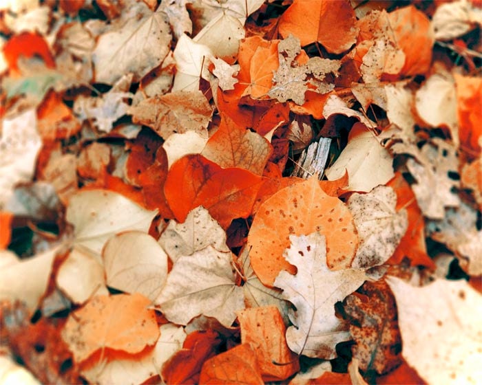 Fall Leaves, Autumn Colors, Red, Orange, Crunchy Leaves, Harvest, Fall Home Decor, 8x10 Fall Print, Rustic, Nature Photography
