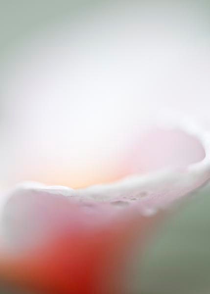 SALE Fine Art Photo Plumeria Flower Print- Light Pink Baby Pink Spring Bloom Fine Art Home Decor 5x7 Flower Photo