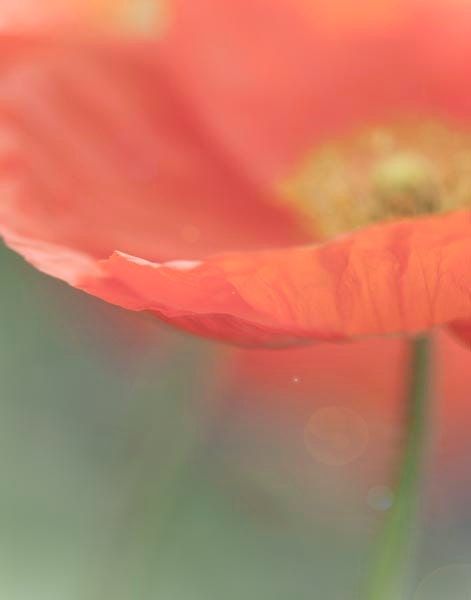 Orange Poppy Flower Photography-Spring Home Decor-Tangerine Tango Green Garden Spring Bloom Floral Photo  11x14