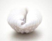 White Home Decor-Sea Shell Photography, Beach Decor, Bathroom Decor, Simple, Minimalist, Nautical Home Decor, Beach Home Decor Monochromati