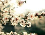 SALE Fine Art Nature Photography, Olive Green, White,  Home Decor-Blossoms In Bloom, Nature Photo,  Floral Photo  8x10