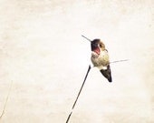 Hummingbird Wall Art, Nature Photography, Bird Photograph, Spring, Biege Wall Deor, Minimalist, Still Life, Hummingbird Wall Decor, 8x10