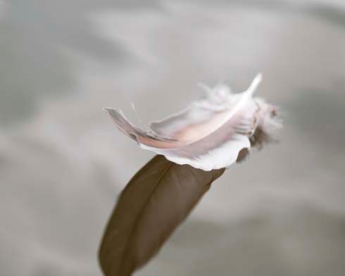 Feather Photography, Still Life Photography, Grey, Winter, Be Still, Fallen, Feather, Reflection, Water, Grey Wall Decor 8x10