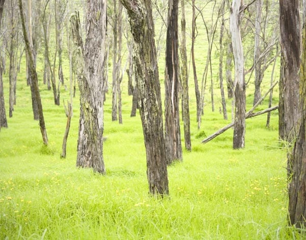 Neon- Forest Landscape Photograph, Tree Photography, Apple Green, Woodland, Rustic, Bright, Fun, Lime, Color Pop, Abstract