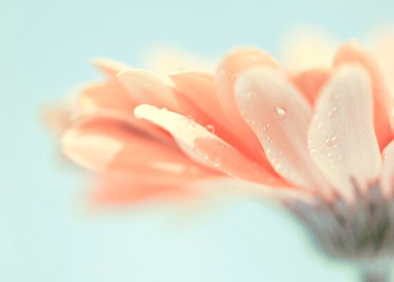 Turquoise Home Decor, Shabby Chic Home, Floral, Gerber Daisy, Flower Photography, Coral, Light Blue 8x10 Photo