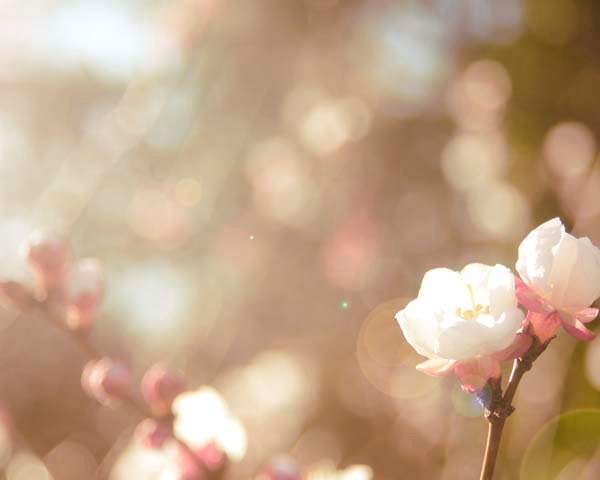 Cherry Blossom Decor- Nature Photography, Spring Bloom, Peach, Pink, Soft Light, Country Home, Cottage Home, 8x10 Print