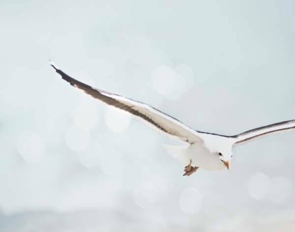 Nautical Blue Sea Bird Beach Home Wall Decor-Light Blue White Summer Decor Fine Art Photograhy Beach Photo