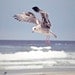 Seagull Photograph- Beach Photography, Blue, Nautical Home Decor, Ocean, Waves, Water, Bird Photography, 5x7 Print Gift For Beach Home