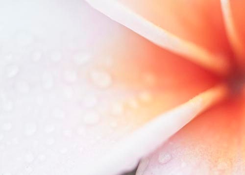 SALE Flower Photography, Plumeria, Orange, Light Pink, Pale Decor, Pastel, Spring, Rain Drops, 5x7 Print