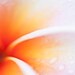 Plumeria Flower Photograph- Orange wall art, orange decor, flower art print, floral photography, nature photography