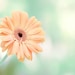 SALE Spring Decor, Peach And Mint, Spring Photography Set Print, Mint, Pastel,  Melon, Mint, Spring Wall Decor, Floral, 8x10 Print Set
